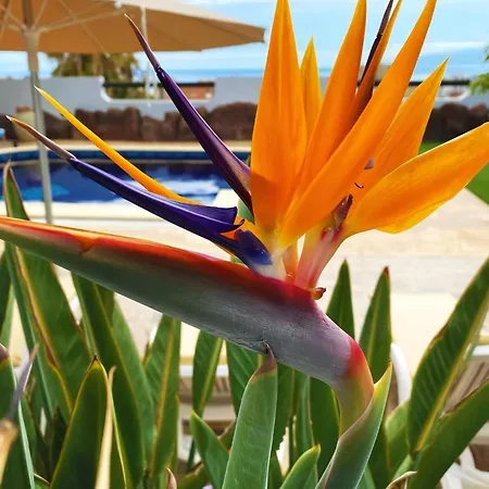 Anais Azul Mit Privatem Pool Costa Adeje (Tenerife)